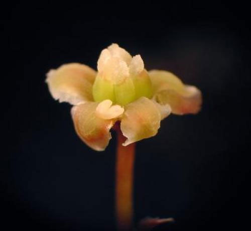 Picture 1 of Amborella DNA sequences shed light on the origin of flowering plants