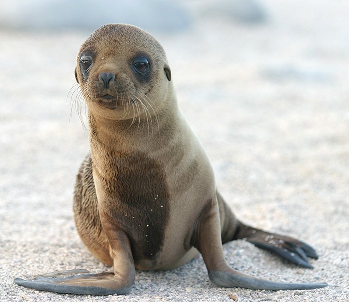 Picture 1 of America: Algae blooms and flowers damage the sea lion's brain
