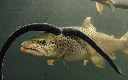 Picture 1 of America attempts to kill fishes