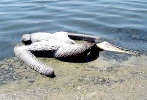 Picture 1 of America: Birds and marine animals poisoning mass