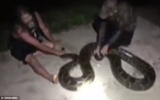 Picture 2 of America: Detecting pythons