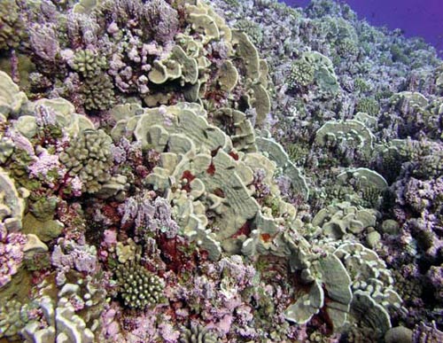 Picture 2 of America established the world's largest marine reserve
