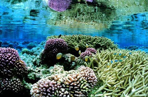 Picture 3 of America established the world's largest marine reserve