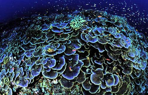 Picture 4 of America established the world's largest marine reserve