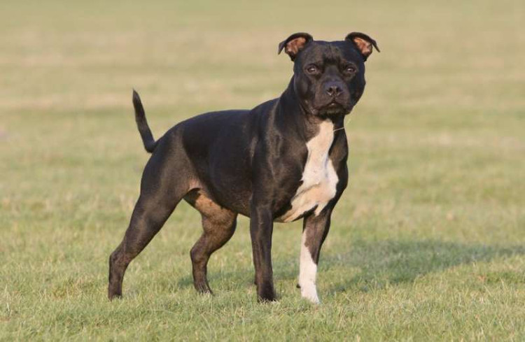 Picture 4 of America: Fearsome reasons for pit bull dogs to kill and eat host meat