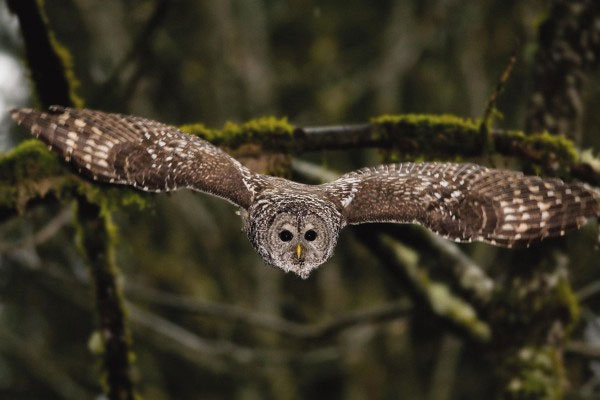 Picture 2 of America intervenes in the war between two owls