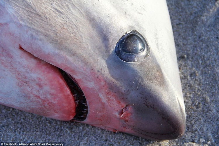 Picture 1 of America is so cold that sharks have to freeze to death