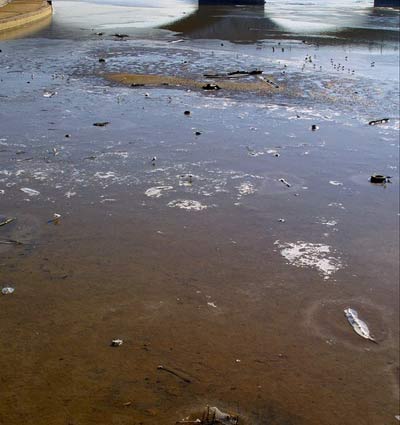Picture 1 of America: Potomac River water polluted changes the sex of fish