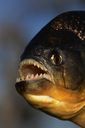 Picture 1 of America: The appearance of bisexual fish due to water pollution