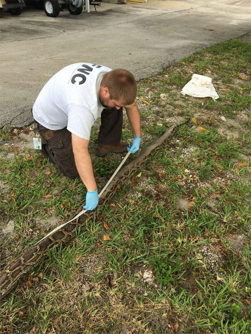 Picture 2 of America: Unexpectedly found python