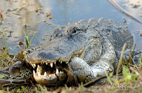 Picture 7 of American crocodile 'great war' python Burma