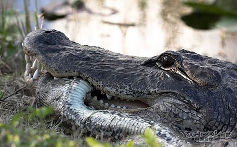 Picture 8 of American crocodile 'great war' python Burma