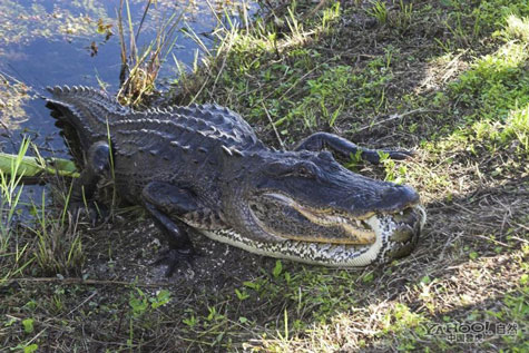 Picture 9 of American crocodile 'great war' python Burma