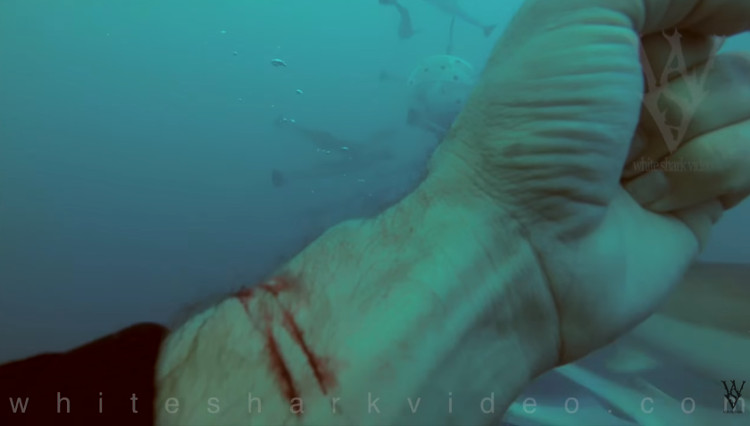 Picture 1 of American divers cut their hands in front of sharks to see if they were torn