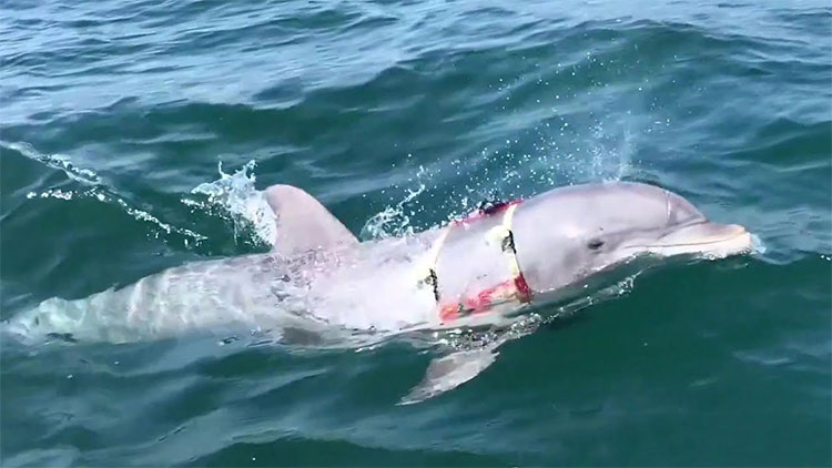 Picture 1 of American dolphin warrior explores mines for 30 seconds