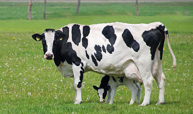 Picture 2 of American experts warn of 'permanent chemicals' that cause cancer in food