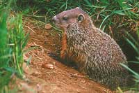 American Macmot squirrel images 1