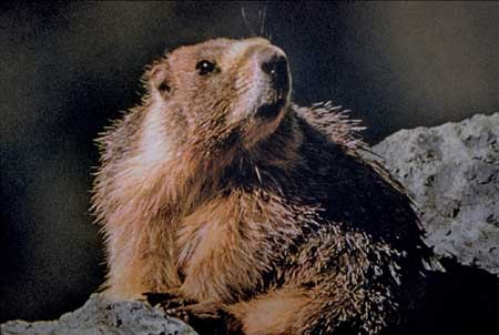 American Macmot squirrel images 2