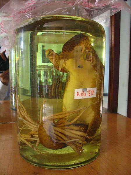 Picture 3 of American newspapers call for protection of pangolin in Vietnam