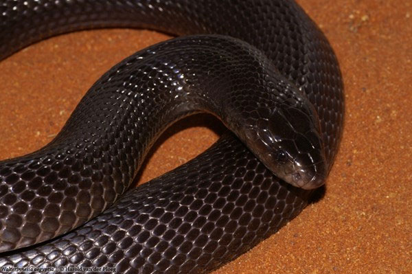 Picture 1 of American soldiers in the Middle East were terrified of poisonous snakes and scorpions