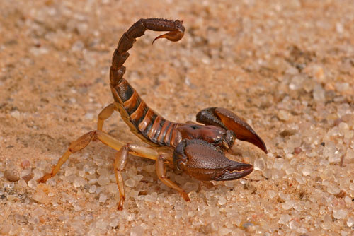Picture 2 of American soldiers in the Middle East were terrified of poisonous snakes and scorpions