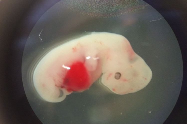 Picture 1 of American successfully created embryo hybrid sheep - human