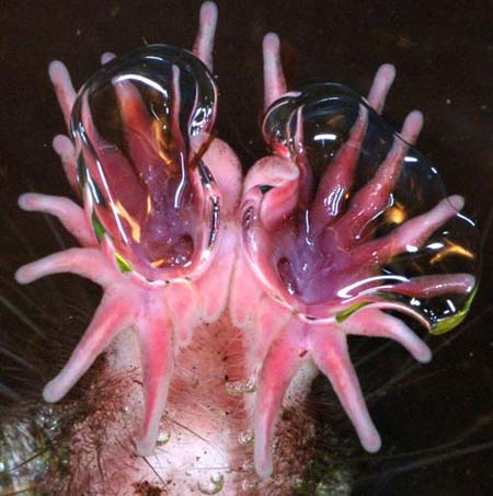 Picture 2 of Amphibians can sniff underwater