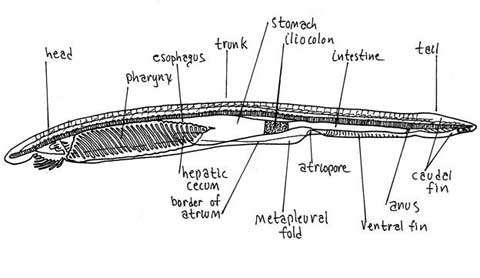 Picture 2 of Amphioxus - Amphioxus
