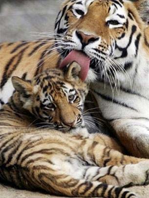 Picture 1 of An additional 84 Siberian tigers were born