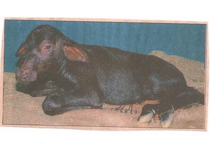 Picture 1 of An additional clone was born in India