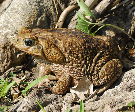Picture 1 of An Australian state declared war on giant frogs