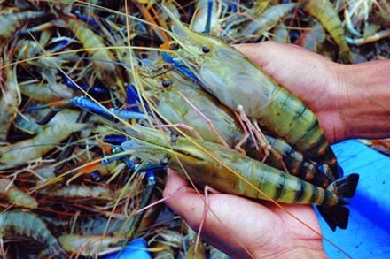Picture 1 of An Giang successfully produces giant freshwater shrimp