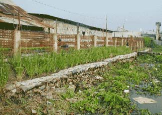 Picture 1 of An Gianh: Planting vetiver grass to protect embankments, river banks, dikes