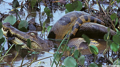 Picture 1 of Anaconda green swallow swallow Caiman crocodile