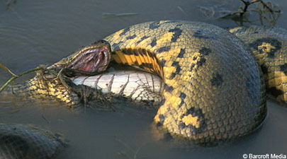 Picture 2 of Anaconda green swallow swallow Caiman crocodile