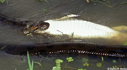 Picture 3 of Anaconda green swallow swallow Caiman crocodile