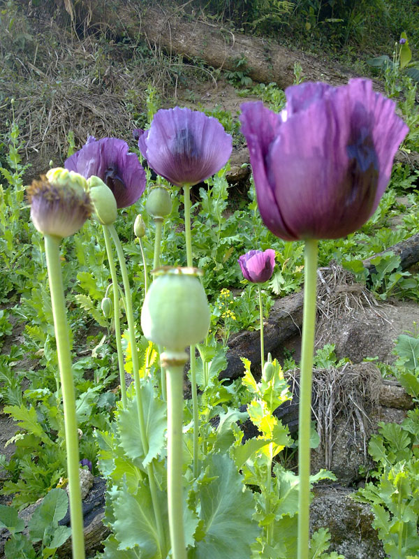 Picture 1 of Analysis of anticancer agents in opium