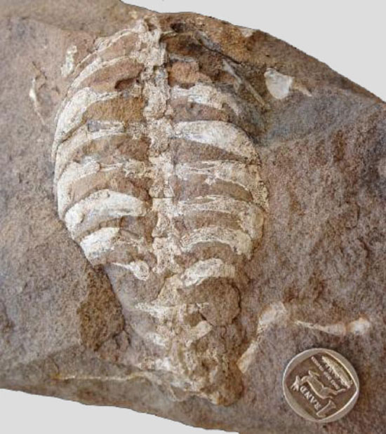 Picture 1 of Ancestor fossil turtle