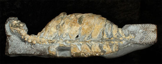 Picture 2 of Ancestor fossil turtle