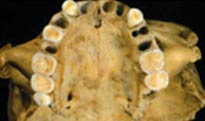 Picture 4 of Ancestral ancestors