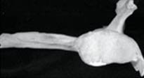 Picture 6 of Ancestral ancestors