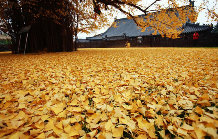 Picture 2 of Ancient 1,400 years old covered the Chinese temple yard