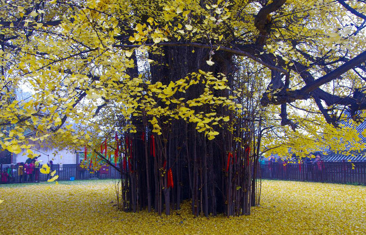 Picture 4 of Ancient 1,400 years old covered the Chinese temple yard