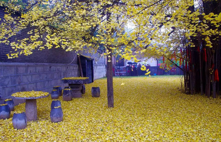 Picture 5 of Ancient 1,400 years old covered the Chinese temple yard