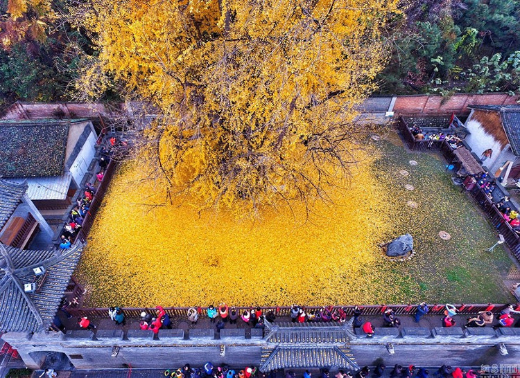 Picture 7 of Ancient 1,400 years old covered the Chinese temple yard