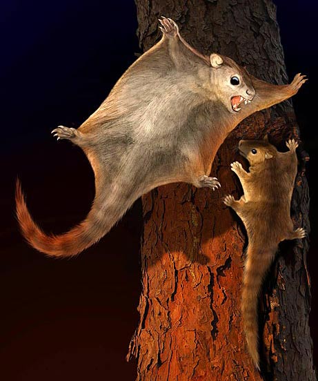 Picture 1 of Ancient animals fly like birds
