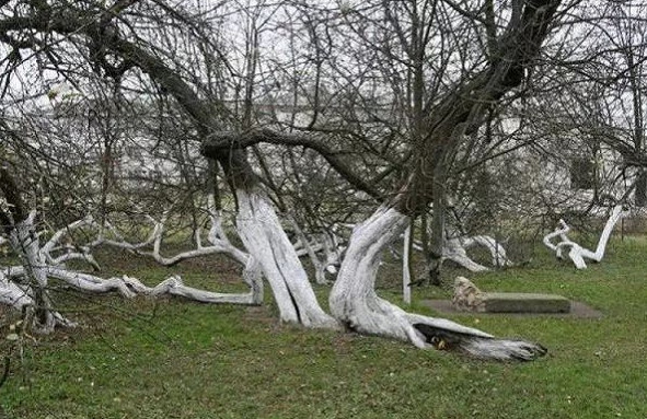 Picture 1 of Ancient apple trees spread out with 10 football fields