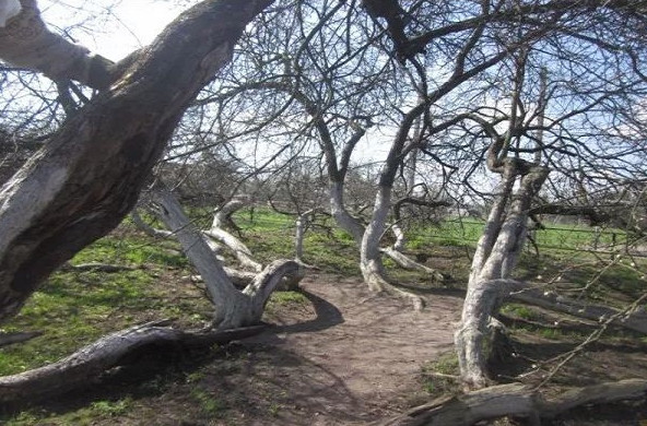 Picture 2 of Ancient apple trees spread out with 10 football fields
