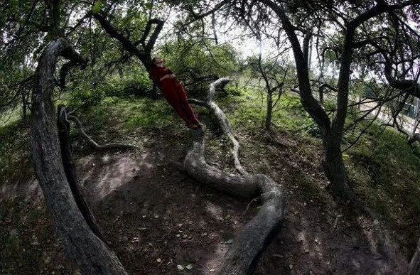 Picture 3 of Ancient apple trees spread out with 10 football fields