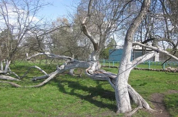 Picture 4 of Ancient apple trees spread out with 10 football fields